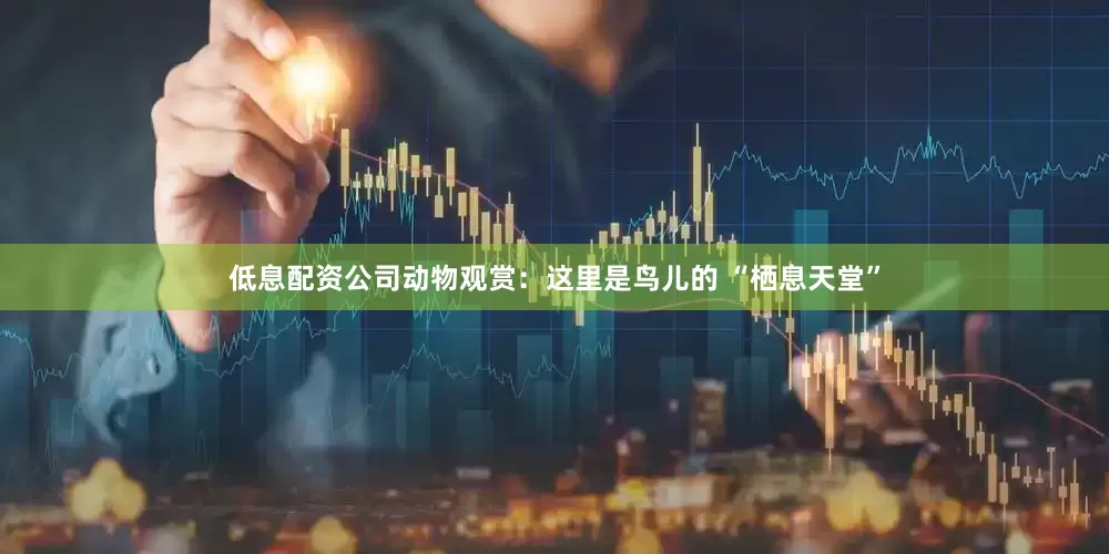 低息配资公司动物观赏：这里是鸟儿的 “栖息天堂”